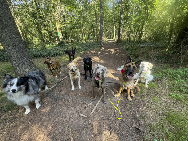 Promener le chien en forêt à Champs sur marne, Noisiel, et les environs