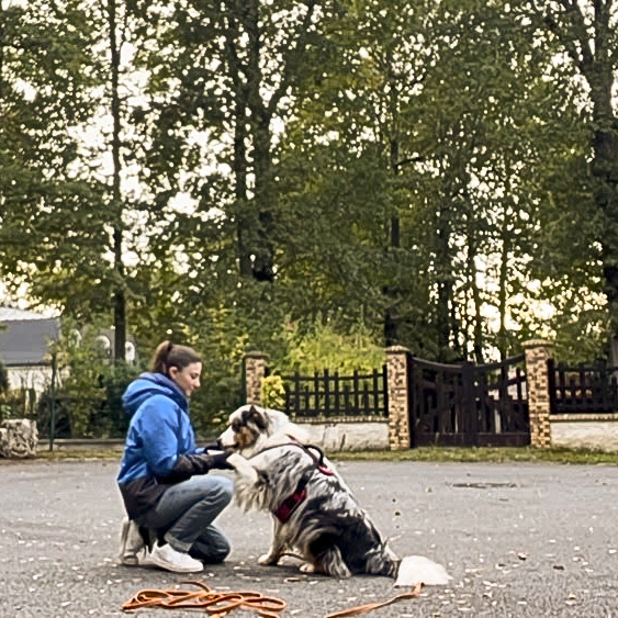 Chien calme et détendu après la promenade en forêt ou dans le quartier