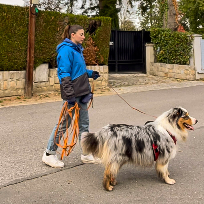 Un professionnel qui s'occupe de la promenade de votre chien à Paris, Vincennes, et en Seine et Marne